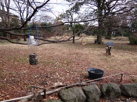 すみればに集まる鳥たち_b0049307_812342.jpg
