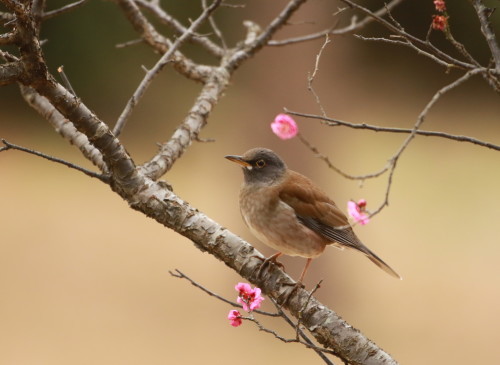 梅の木に止まるシロハラ シエロの鳥ノート