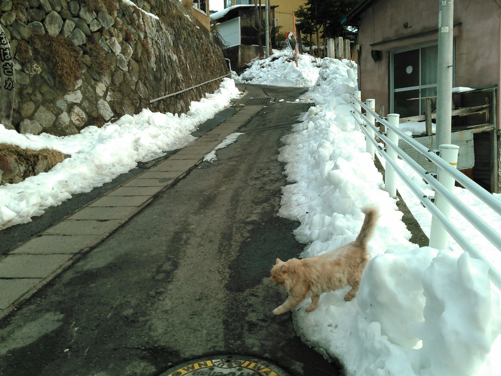 岩泉のにゃんこ。_b0206037_12571309.jpg