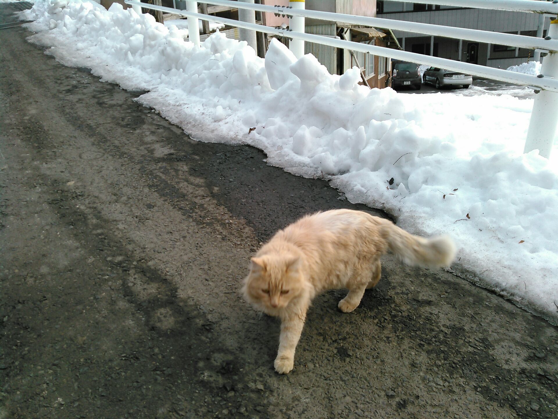 岩泉のにゃんこ。_b0206037_13263582.jpg