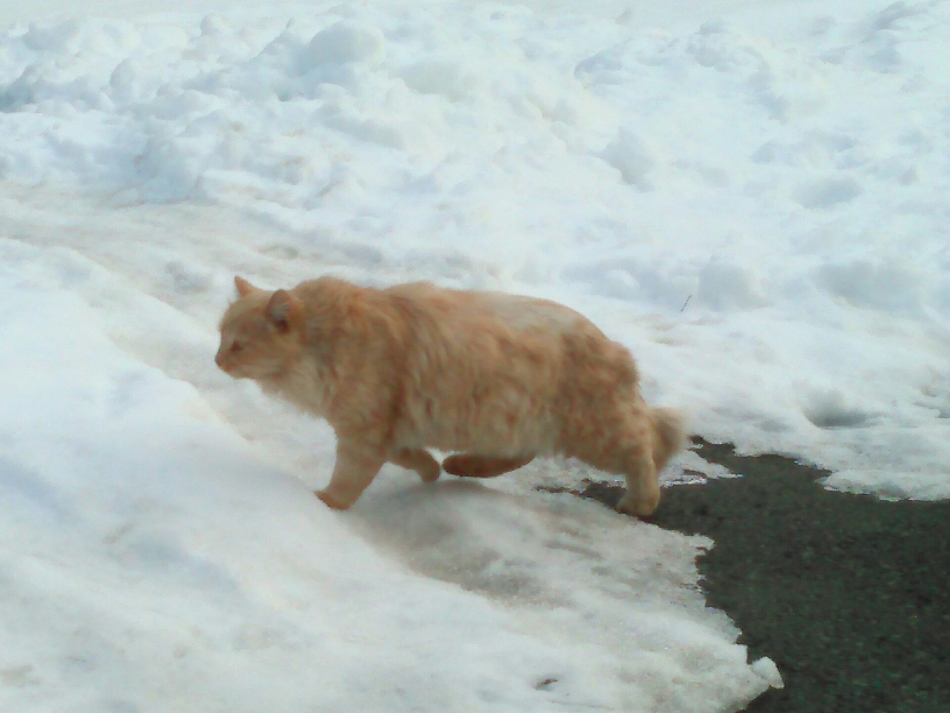 岩泉のにゃんこ。_b0206037_13263690.jpg