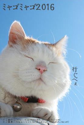 岩泉のにゃんこ。_b0206037_13291254.jpg