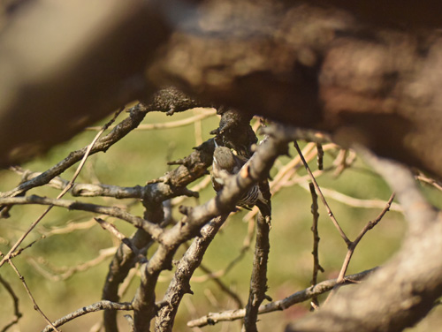 黒目川のコゲラ I　Japanese Pygmy Woodpecker_f0206939_12372724.jpg