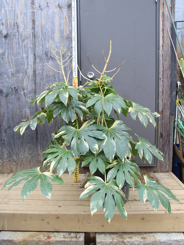 斑入り ヤツデ フイリ 八手 白覆輪 販売 値段 価格 画像 写真 庭木 安行 植木 目隠し お問い合わせ商品 田中園 Shop Tanakaen Jp Web Magazine