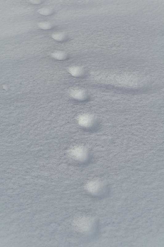 積雪は囁く_b0314043_08151626.jpg