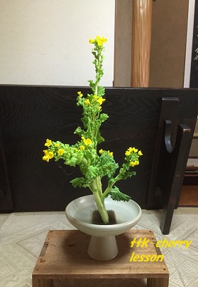 古流松藤会 春らしく 菜の花のお生花 横浜 とつか チェリーブロッサムです