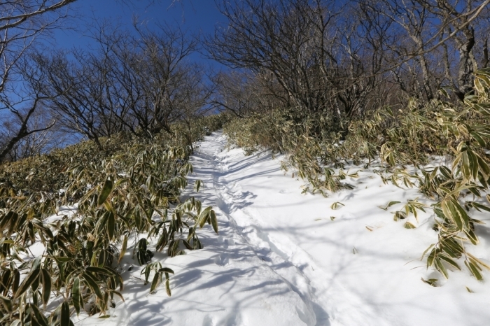 積雪の天子山地＠竜ヶ岳～雨ヶ岳 2016.01.27(水)_f0344554_00485707.jpg