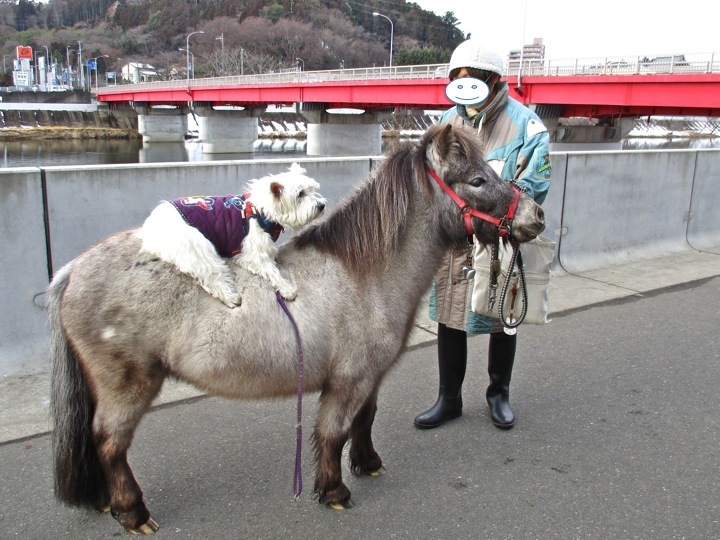 カモメが飛ん〜だ♪_c0260460_12404965.jpg