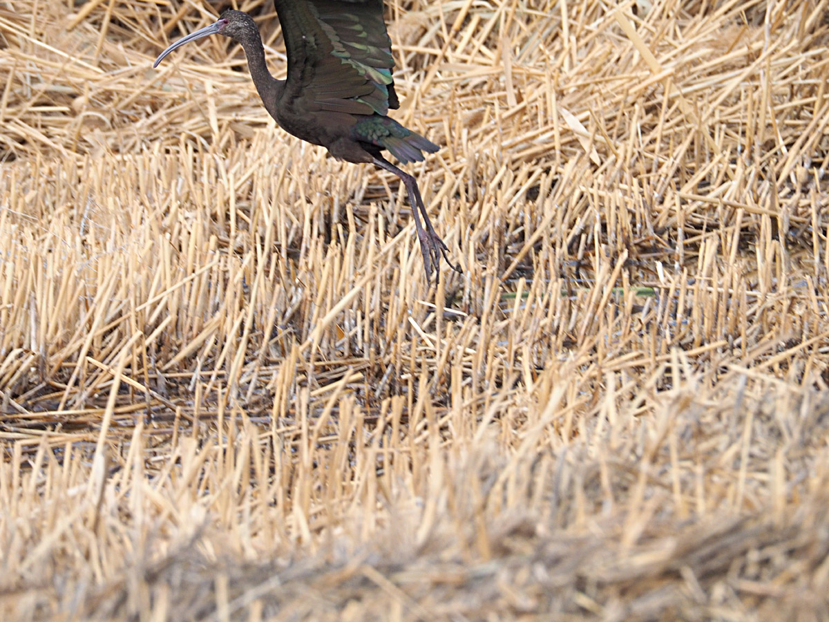 カオジロブロンズトキ White Faced Ibis Henderson Bird Viewing Preserve マッシーの四季折々 カオジロブロンズトキ White Faced Ibis Henderson Bird Viewing Preserve マッシーの四季折々