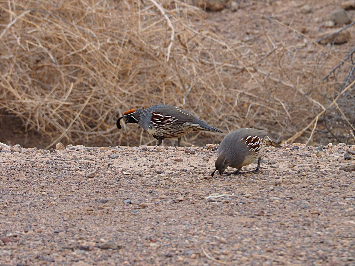 ズアカカンムリウズラ Gambel S Quail Henderson Bird Viewing Preserve マッシーの四季折々