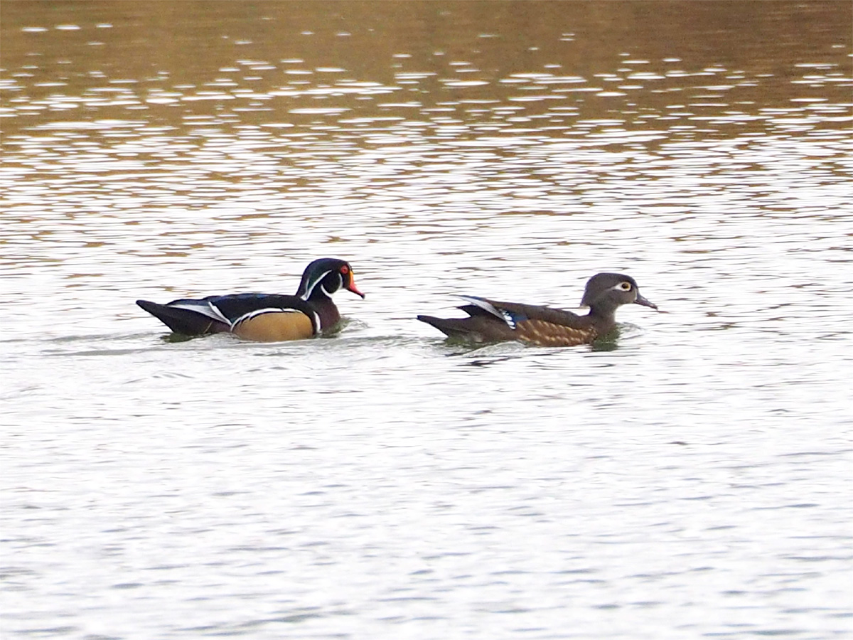 アメリカオシ(Wood Duck) @Henderson Bird Viewing Preserve_d0283373_543139.jpg