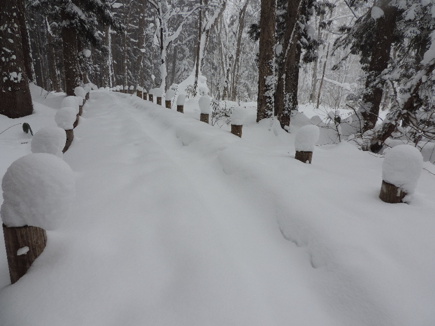 冬の景：雪遊び・戸隠森林植物園_f0049074_06164896.jpg