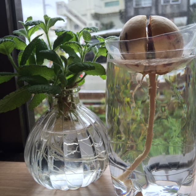 アボカドにひげ根が出た 魔女の尻尾