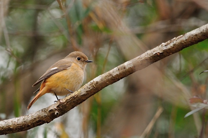 2016 02 01 野鳥天国よりのブログです_a0143491_21242020.jpg