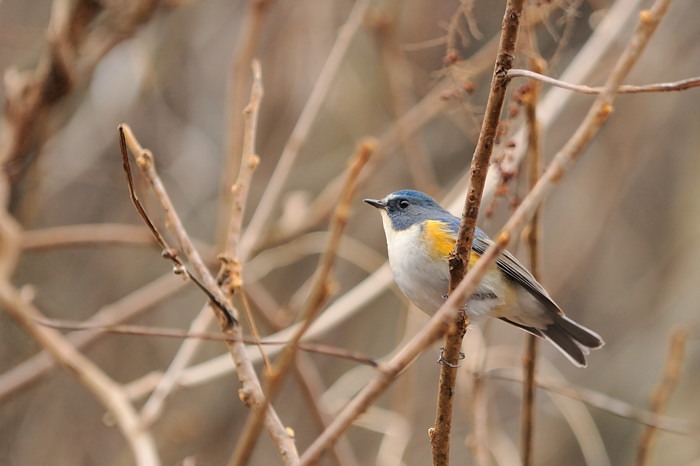 2016 02 01 野鳥天国よりのブログです_a0143491_2127064.jpg