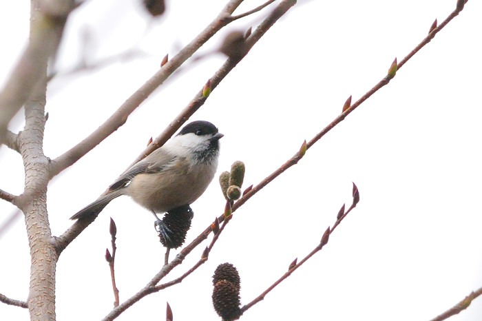 2016 02 01 野鳥天国よりのブログです_a0143491_21353346.jpg