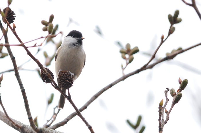 2016 02 01 野鳥天国よりのブログです_a0143491_2204540.jpg