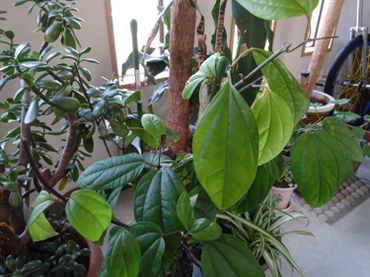c0003493_11275444.jpg