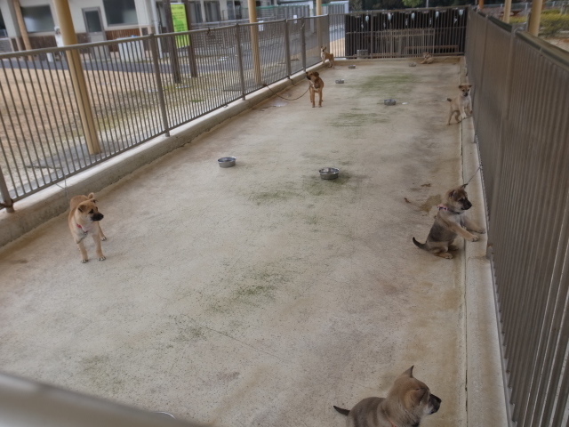 石上布都魂（いそのかみふつみたま）神社＠岡山県赤磐市石上 _f0197703_18050531.jpg