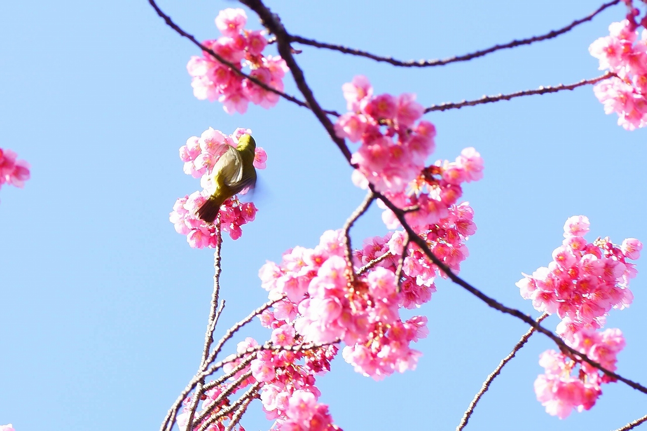 品川荏原神社の寒緋桜～朝の風景_b0225108_19473059.jpg