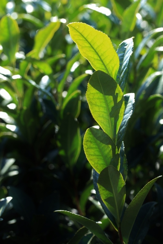 碾茶4品種茶園_b0220318_22472874.jpg