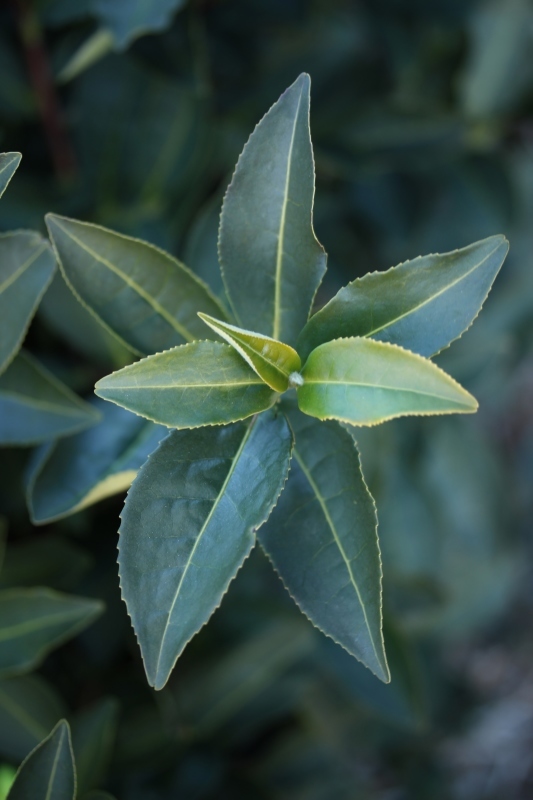 碾茶4品種茶園_b0220318_22474312.jpg