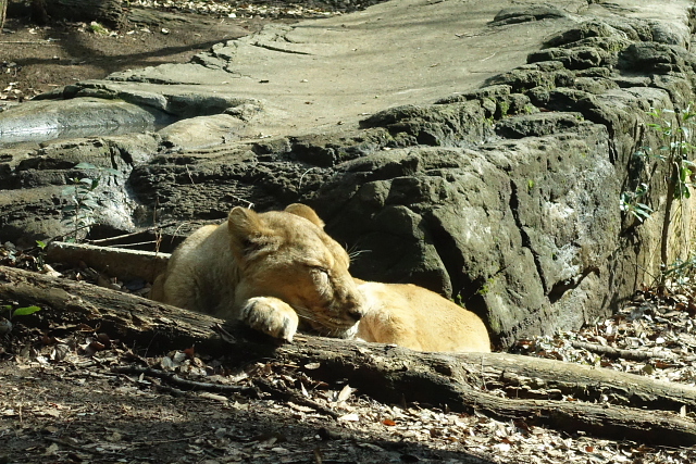 よこはま動物園　ズーラシア_a0105819_15561166.jpg