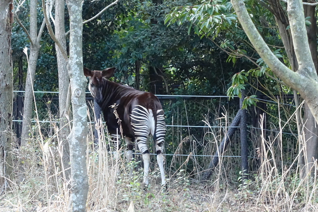 よこはま動物園　ズーラシア_a0105819_16112351.jpg