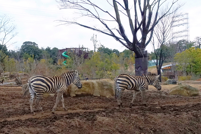 よこはま動物園　ズーラシア_a0105819_16124549.jpg