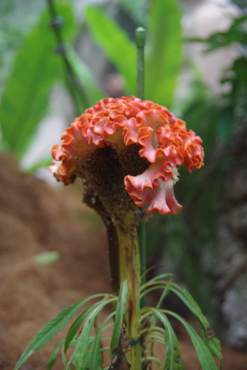 「プラントハンター西畠清順 世界７大陸植物園」_c0011649_620575.jpg