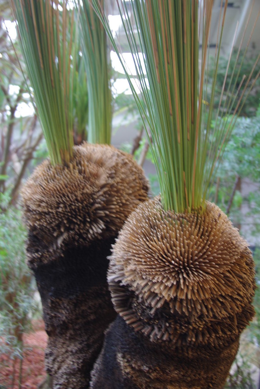 「プラントハンター西畠清順 世界７大陸植物園」_c0011649_6243723.jpg