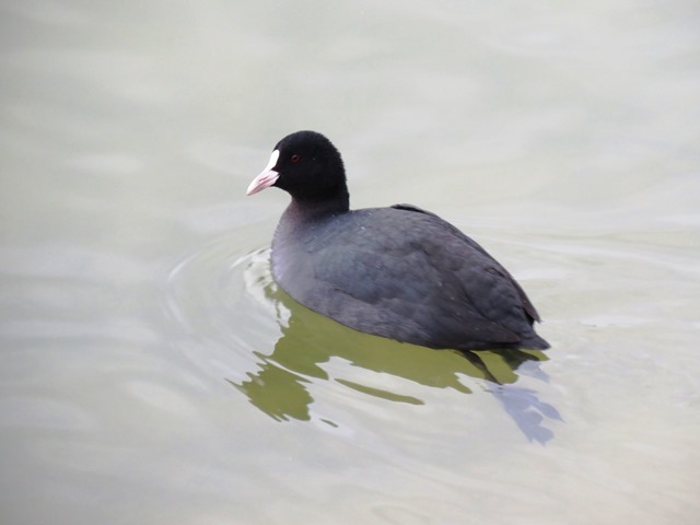 野鳥トレ41 平荘湖_b0227552_10563912.jpg