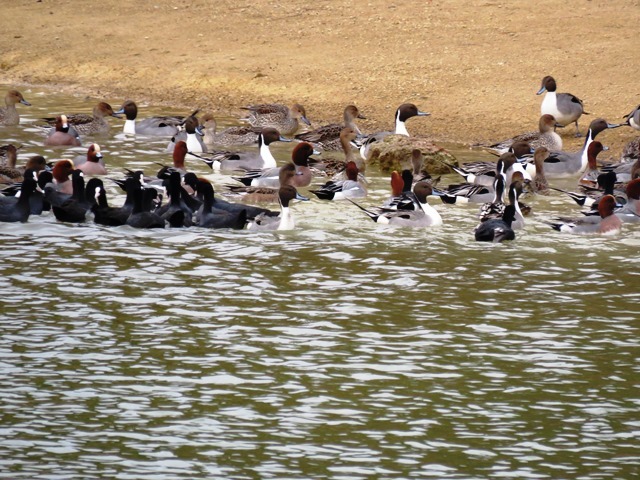 野鳥トレ41 平荘湖_b0227552_10565764.jpg