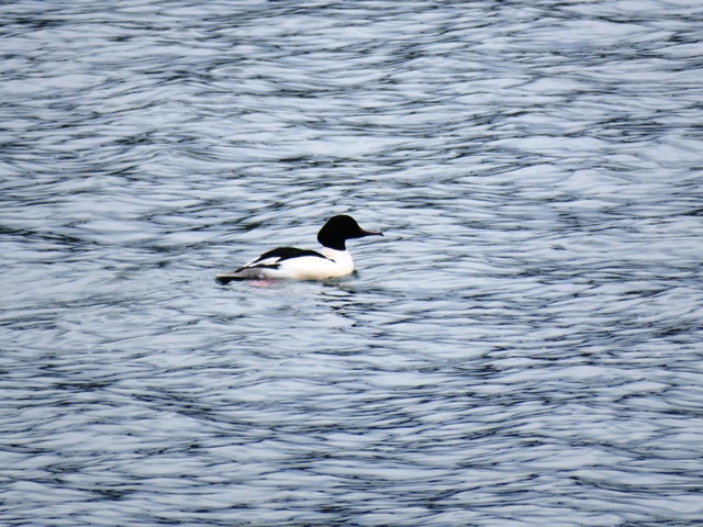 野鳥トレ41 平荘湖_b0227552_10573190.jpg