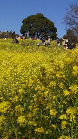 二宮町の吾妻山に行きました_e0192960_19210242.jpg