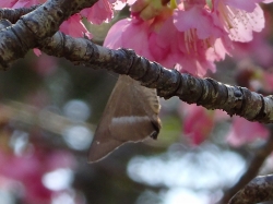 名護の桜を見に行ってきた日のにっき_d0240983_116367.jpg