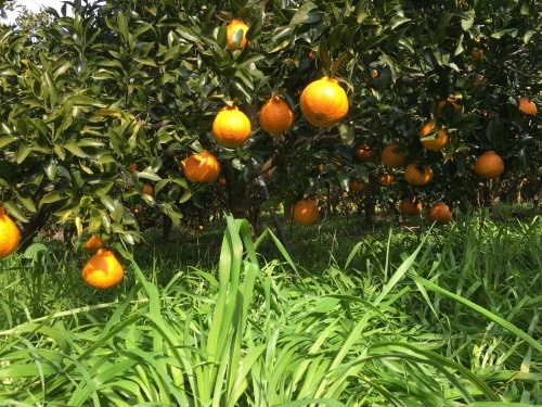 デコポン採果_d0141987_13594471.jpeg