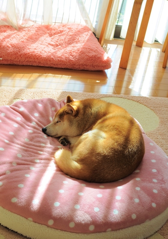 寝息_a0126590_22425181.jpg