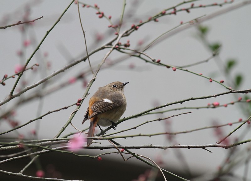ご近所さん_b0223198_18512265.jpg