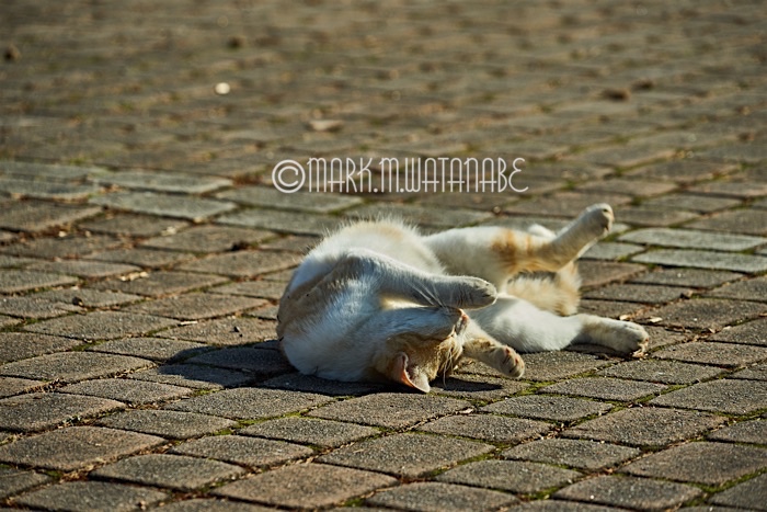 桃田運動公園の野良猫たち_e0135098_716386.jpg