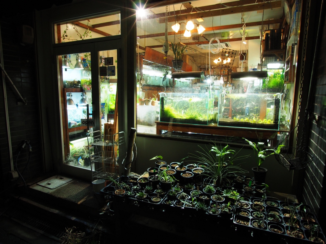 ショップ訪問 Green Note 大阪 Blog Living Tropically ショップ訪問 Green Note 大阪 Blog Living Tropically
