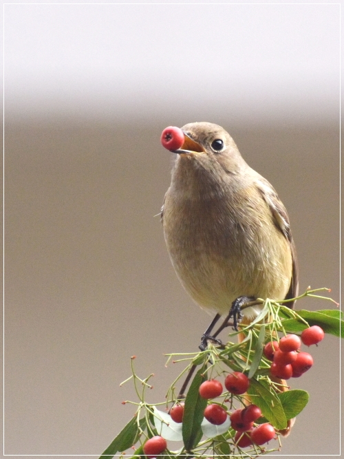 庭に来るジョウビタキ♀ （冬の鳥） 2016/2/1  in Tokyo_d0129921_742847.jpg