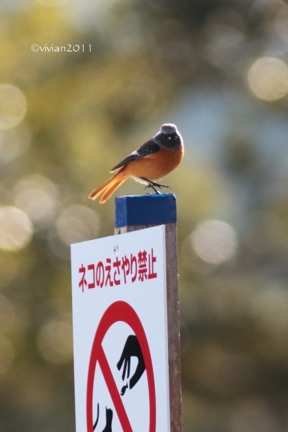 下野農園 ~栃木県産にこだわったランチ~_e0227942_15283697.jpg