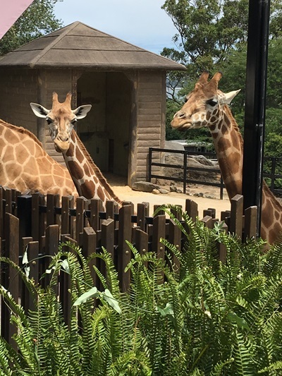 真夏のシドニー旅　その6　Taronga Zoo_f0351843_13490214.jpg