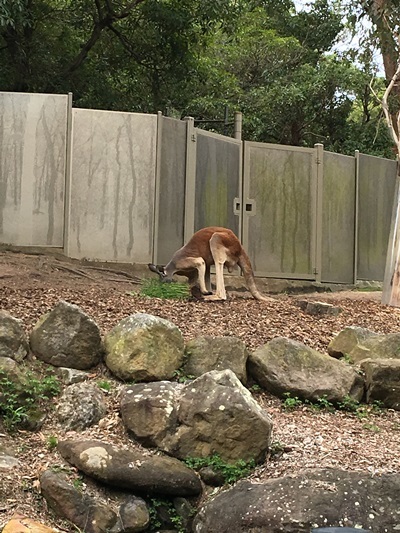 真夏のシドニー旅　その6　Taronga Zoo_f0351843_13542430.jpg