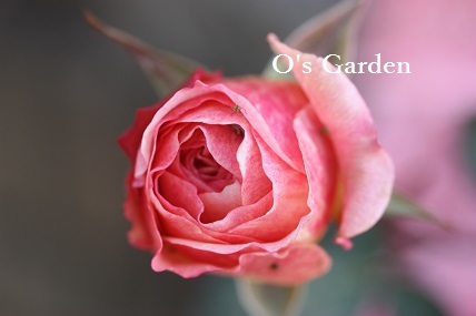 O\'s Garden　便り　No.56　♪_d0241945_23313715.jpg