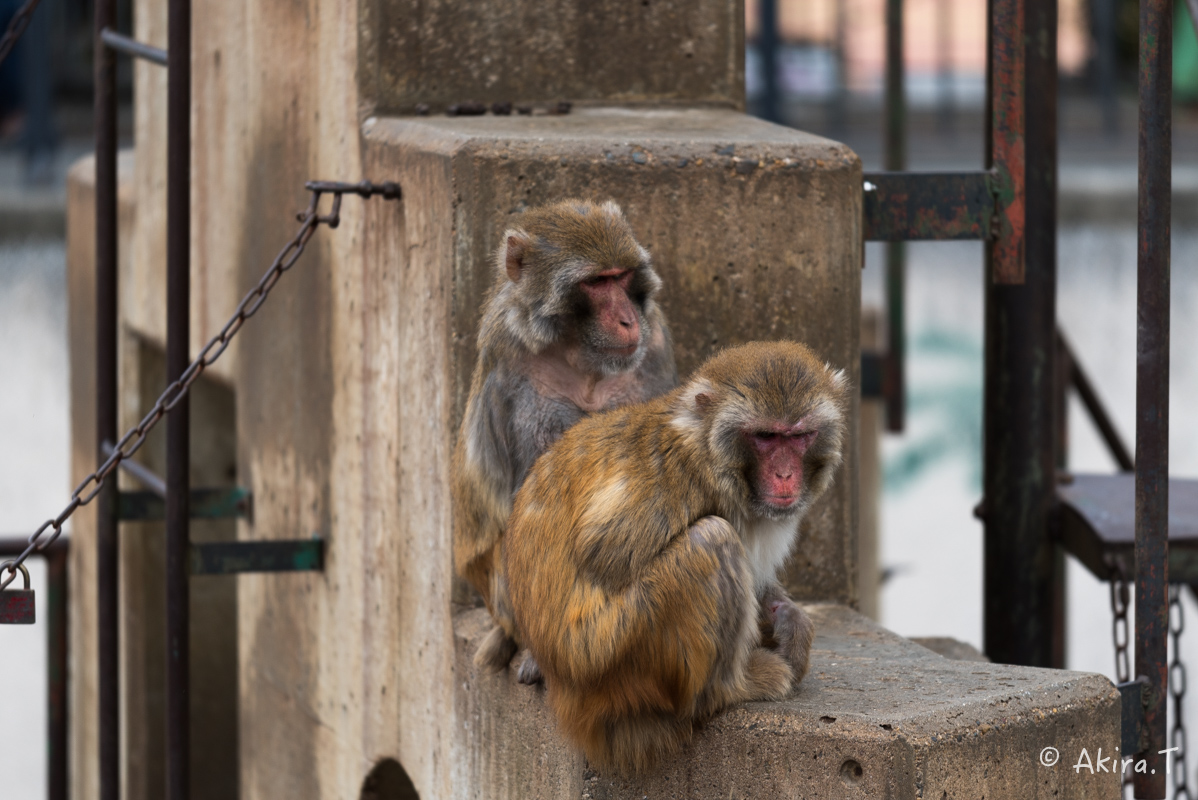 京都市動物園 -3-_f0152550_21493624.jpg