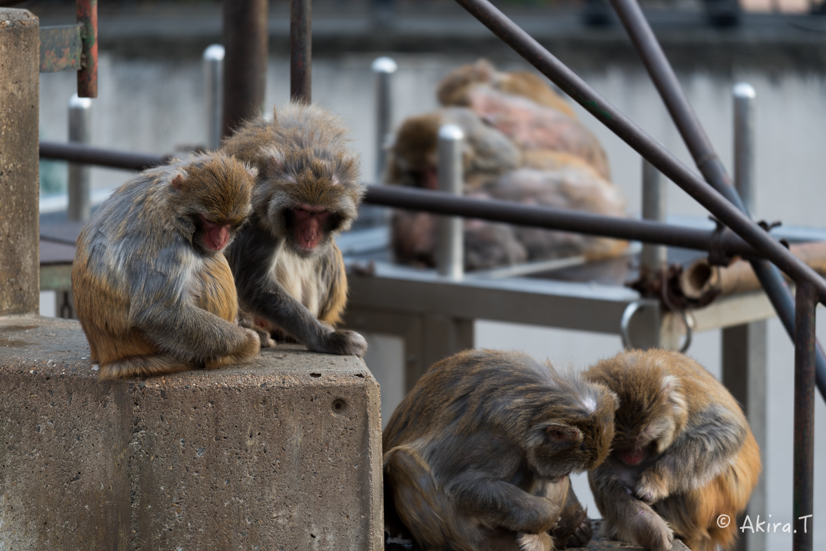 京都市動物園 -3-_f0152550_21494946.jpg