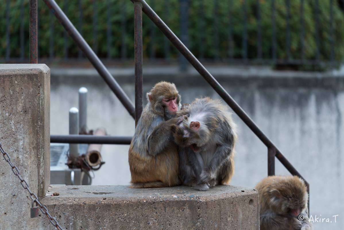 京都市動物園 -3-_f0152550_21501538.jpg