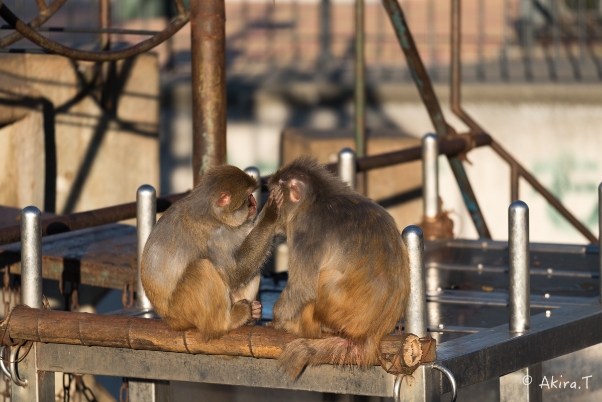 京都市動物園 -3-_f0152550_21502941.jpg